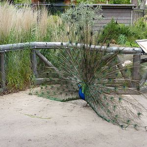 Peacock