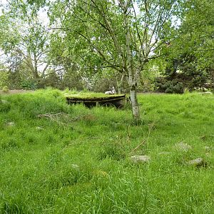 Japanese Serow Exhibit