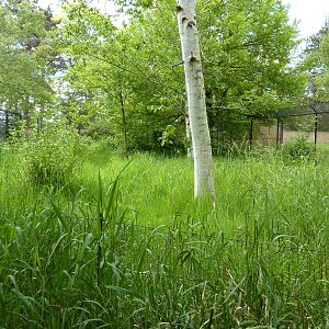 White-Naped Crane Exhibit