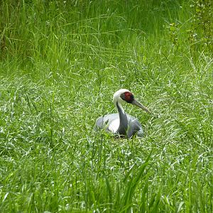 White-Naped Crane