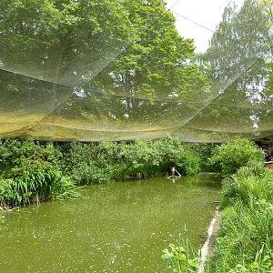 Walk-Through Waterfowl Aviary