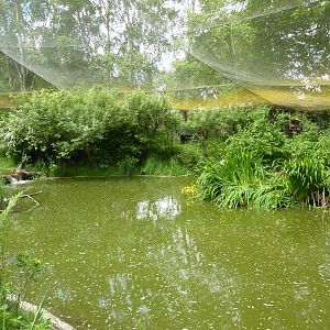 Walk-Through Waterfowl Aviary