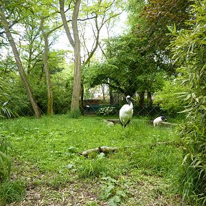 Red-Crowned Crane Exhibit