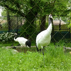 Red-Crowned Cranes - Parents + Chick