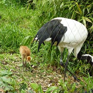 Red-Crowned Cranes