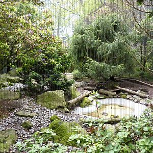 Himalayan Monal/Blue Whistling Thrush Exhibit