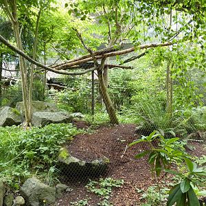 Knobbed Hornbill Exhibit
