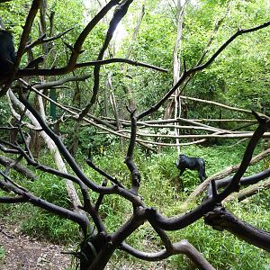 Lion-Tailed Macaque Exhibit