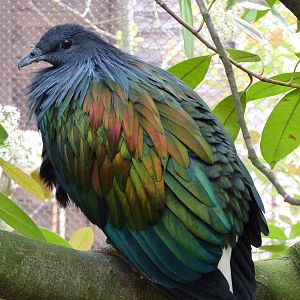 Nicobar Pigeon