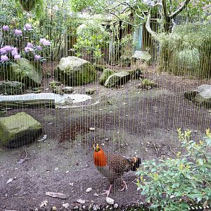 Blyth's Tragopan/White-Crested Laughing Thrush Exhibit