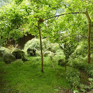 Black-Throated Laughing Thrush/Cabot's Tragopan Exhibit