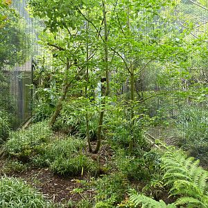 Black-Throated Laughing Thrush/Palawan Peacock Pheasant Exhibit