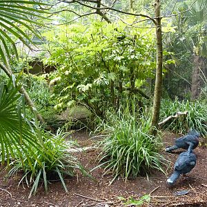 Raggiana Bird Of Paradise/Victoria Crowned Pigeon Exhibit
