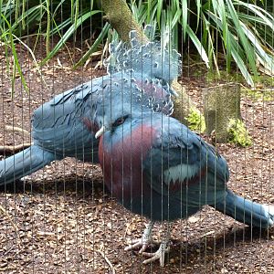Victoria Crowned Pigeons
