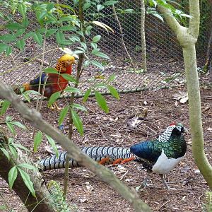 Conservation Aviary - Free Roaming Pheasants
