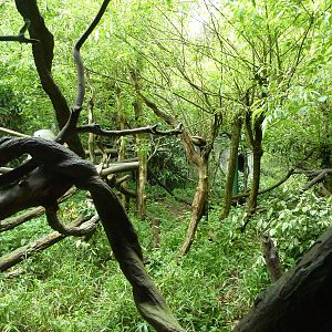 Lion-Tailed Macaque Exhibit