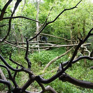 Lion-Tailed Macaque Exhibit