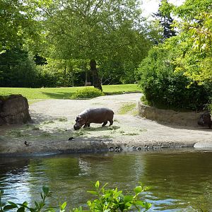 Hippo Exhibit