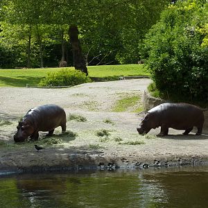 Hippo Exhibit