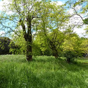 Lion Exhibit - See 2 Lions?