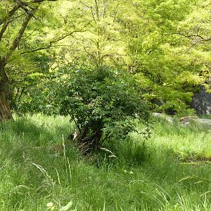 Lion Exhibit - See 2 Lions?