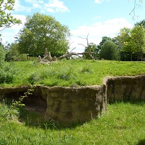Patas Monkey Exhibit