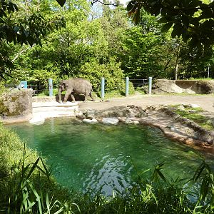 Elephant Exhibit