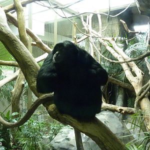 Siamang