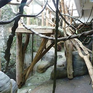 Orangutan Exhibit - Indoor Area
