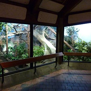 Matschie's Tree Kangaroo Exhibit