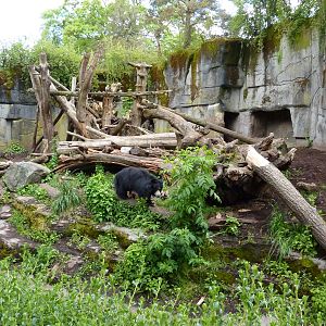 Sloth Bear Exhibit