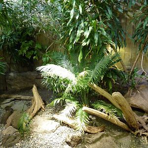 Rhinoceros Iguana Exhibit