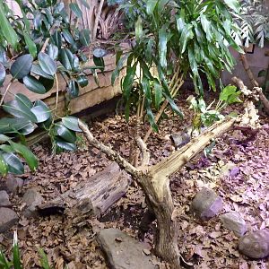 Red-Footed Tortoise/Armadillo Exhibit