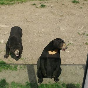 Sun bears