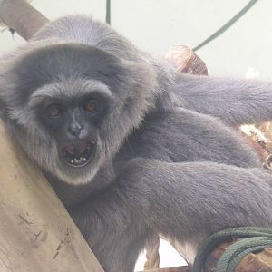 Moloch Gibb"on says "OMG!"