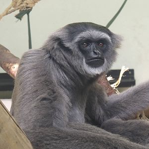 Moloch Gibbon