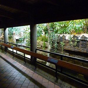 Yellow-Spotted Sideneck Turtle Exhibit