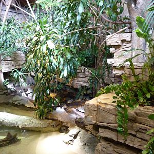 Yellow-Spotted Sideneck Turtle Exhibit