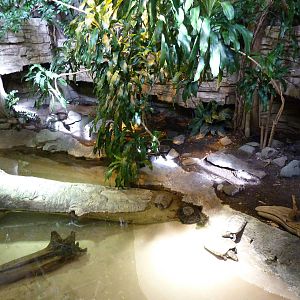 Yellow-Spotted Sideneck Turtle Exhibit