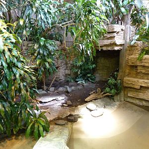 Yellow-Spotted Sideneck Turtle Exhibit