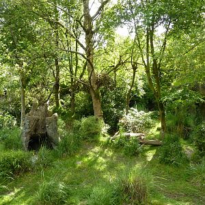 Colobus Monkey/Red-Flanked Duiker Exhibit