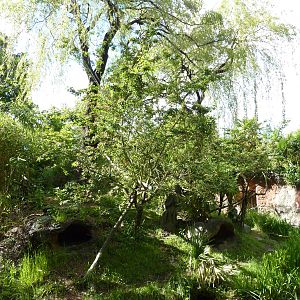 Red Ruffed Lemur Exhibit