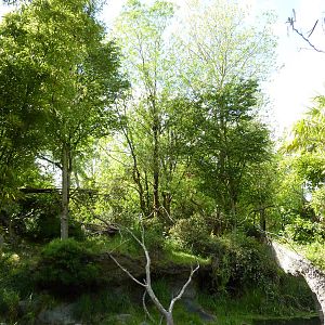 Colobus Monkey/Red-Flanked Duiker Exhibit