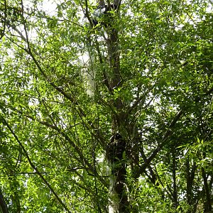 Colobus Monkeys Hiding In Their Tree