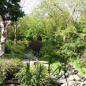 Gorilla Exhibit - See 2 Gorillas?