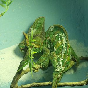 Veiled Chameleon