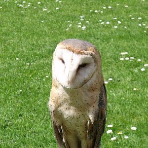 Barn Owl