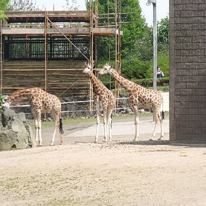 Giraffe Paddock