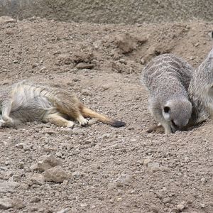 Meerkats