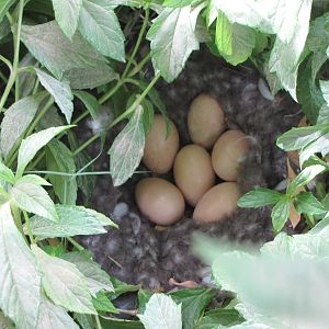 Ashy-headed goose eggs